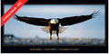 "Cleared to Land" Eagle Poster